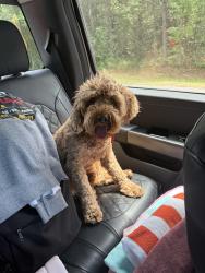 Lost Male Dog last seen Ina and Silverbell across from Crossroads Park, Tucson, AZ 85743