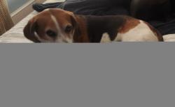 Lost Male Dog last seen Monroe Street, Washington, DC 20018