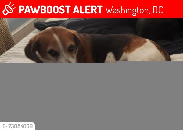 Lost Male Dog last seen Monroe Street, Washington, DC 20018