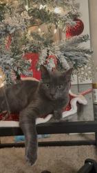 Reunited Male Cat last seen Near Renaissance Dr, San Jose, CA 95134, USA, San Jose, CA 95134