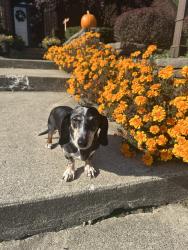 Lost Male Dog last seen Near Retreat Lane Powell, Ohio, Powell, OH 43065