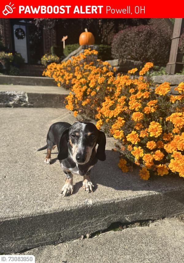 Lost Male Dog last seen Near Retreat Lane Powell, Ohio, Powell, OH 43065