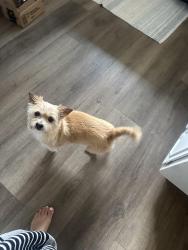 Found/Stray Unknown Dog last seen La vista/palmwood/babel concord ca, Concord, CA 94521