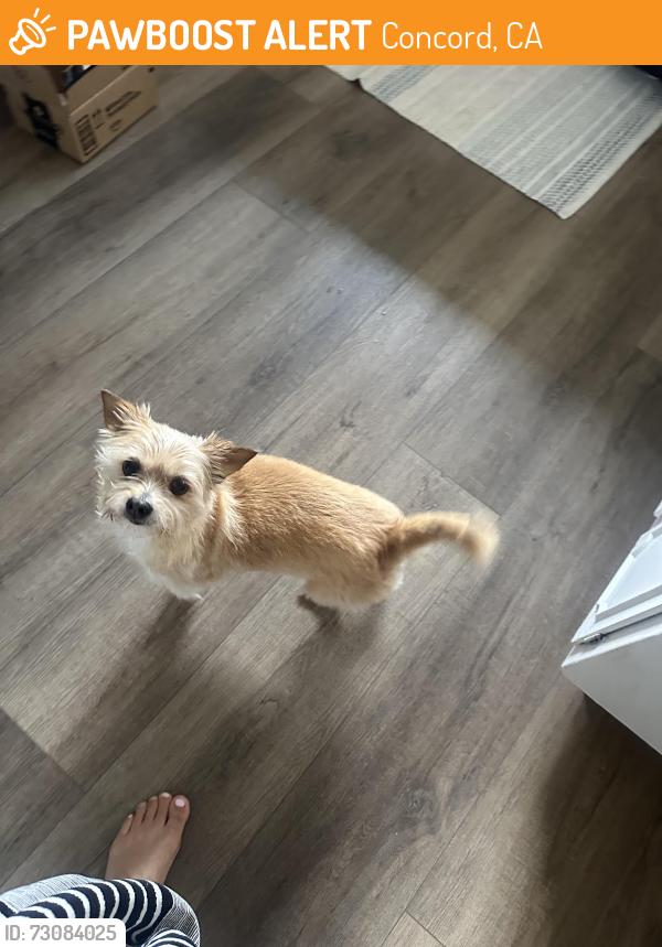 Found/Stray Unknown Dog last seen La vista/palmwood/babel concord ca, Concord, CA 94521