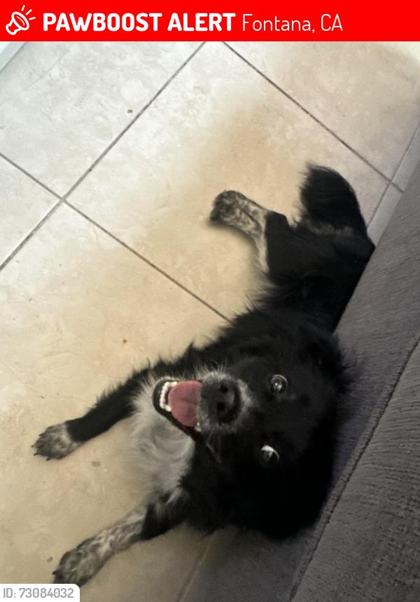 Lost Male Dog last seen Pepper Ave, Fontana, CA 92335