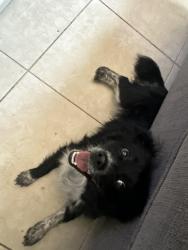 Lost Male Dog last seen Pepper Ave, Fontana, CA 92335