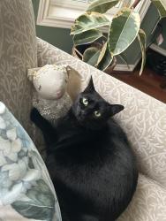 Lost Female Cat last seen William Otty Rd, Happy Valley, OR 97086