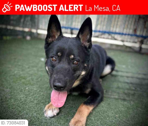 Lost Male Dog last seen Wakarusa St, La Mesa, CA 91942