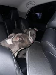 Found/Stray Female Dog last seen W Fire Fox Dr & N Kronos Pl North Las Vegas, NV 89032 United States, North Las Vegas, NV 89032