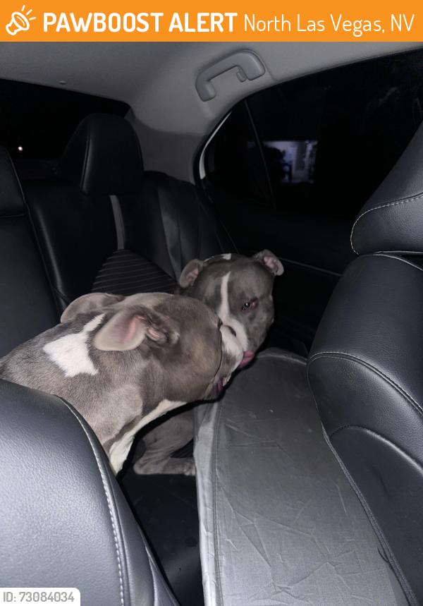 Found/Stray Female Dog last seen W Fire Fox Dr & N Kronos Pl North Las Vegas, NV 89032 United States, North Las Vegas, NV 89032