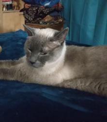 Reunited Male Cat last seen Francis & 44th, Portland, OR 97206