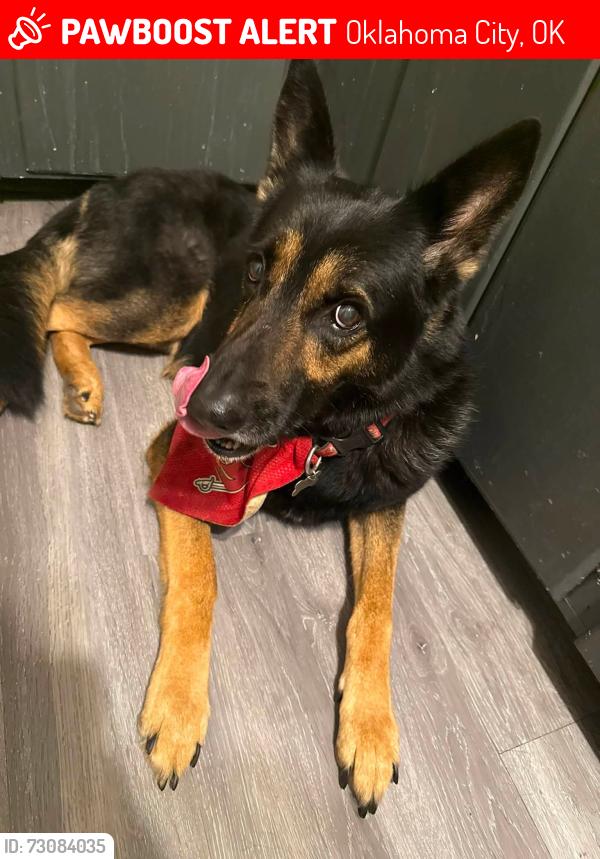 Lost Male Dog last seen NW 50th and May Ave, Oklahoma City, OK 73112