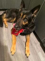Lost Male Dog last seen NW 50th and May Ave, Oklahoma City, OK 73112