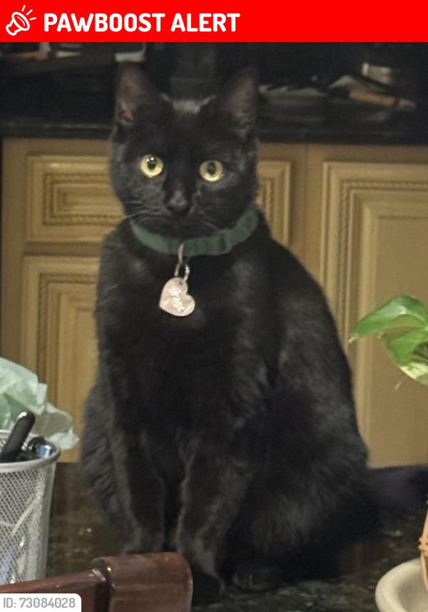 Lost Female Cat last seen East & Highland, Rancho Cucamonga, CA 91739