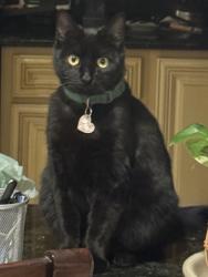 Lost Female Cat last seen East & Highland, Rancho Cucamonga, CA 91739