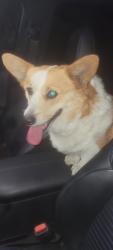 Reunited Unknown Dog last seen Cogswell, El Monte, CA 91732