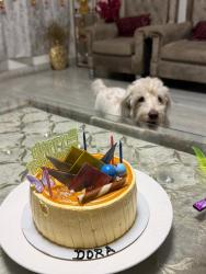Lost Female Dog last seen Near 29 sector kmp expressway faridabad , Haryana, HR 122413