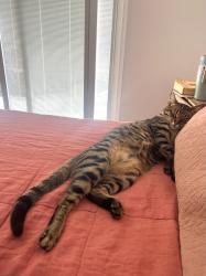 Lost Male Cat last seen Halsey and Mariposa, Redlands, CA 92373