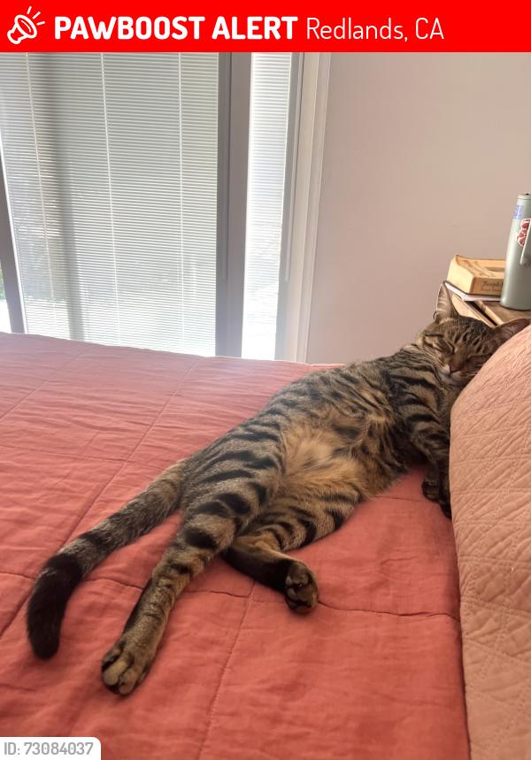 Lost Male Cat last seen Halsey and Mariposa, Redlands, CA 92373