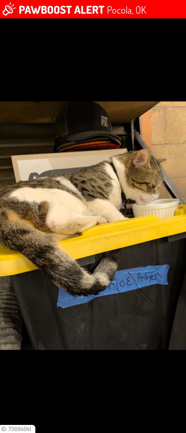 Lost Male Cat last seen Folsom Blvd near Hazel, behind Cattleman's Rest, Pocola, OK 74902