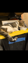 Lost Male Cat last seen Folsom Blvd near Hazel, behind Cattleman's Rest, Pocola, OK 74902