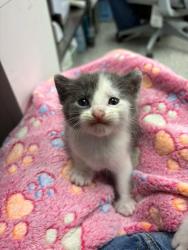 Shelter Stray Female Cat last seen Near Elmwood Avenue, KCMO, 64132, 64132,, 7077 Elmwood Ave, Kansas City, MO 64132, USA