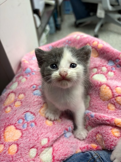 Shelter Stray Female Cat last seen Near Elmwood Avenue, KCMO, 64132, 64132,, 7077 Elmwood Ave, Kansas City, MO 64132, USA
