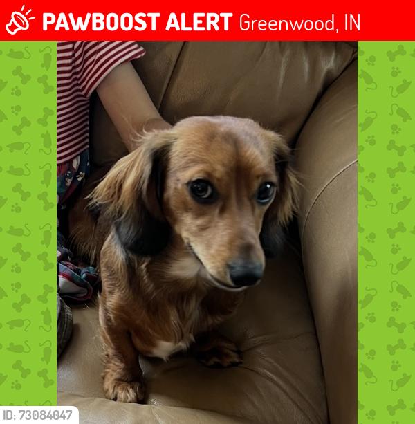 Lost Female Dog last seen Mullinix Rs, Greenwood, IN 46142