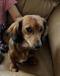 Lost Female Dog last seen Mullinix Rs, Greenwood, IN 46142