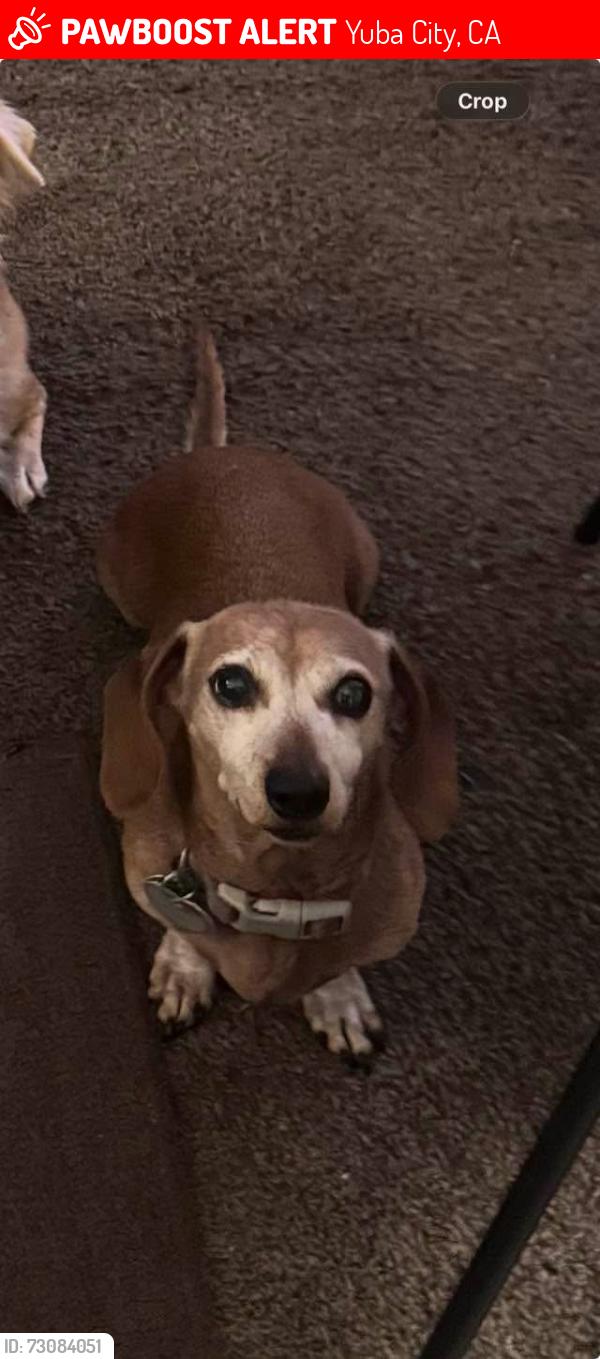 Lost Female Dog last seen queens, washington, fountains on williams, Yuba City, CA 95991