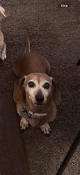 Lost Female Dog last seen queens, washington, fountains on williams, Yuba City, CA 95991
