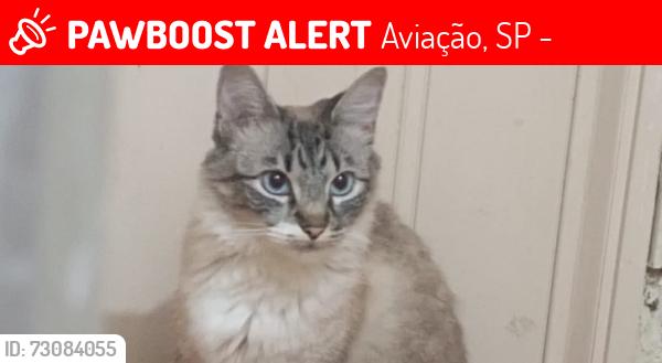Lost Female Cat last seen Rua ophelia caccetari reis campo da aviação praia grande sp, Aviação, SP 11702-500
