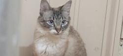 Lost Female Cat last seen Rua ophelia caccetari reis campo da aviação praia grande sp, Aviação, SP 11702-500