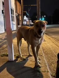 Found/Stray Male Dog last seen Near edgefield road, Belvedere, SC 29841