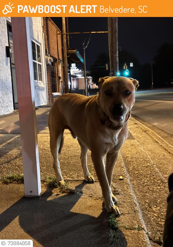 Found/Stray Male Dog last seen Near edgefield road, Belvedere, SC 29841