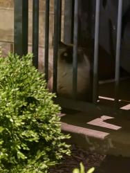 Found/Stray Unknown Cat last seen Near north Segoe, venture apmt building porch, Madison, WI 53705