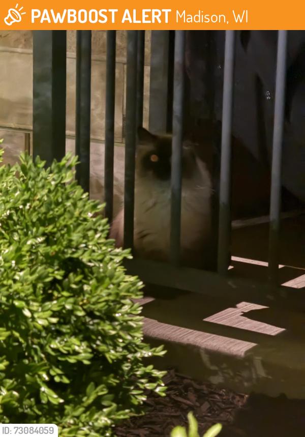 Found/Stray Unknown Cat last seen Near north Segoe, venture apmt building porch, Madison, WI 53705