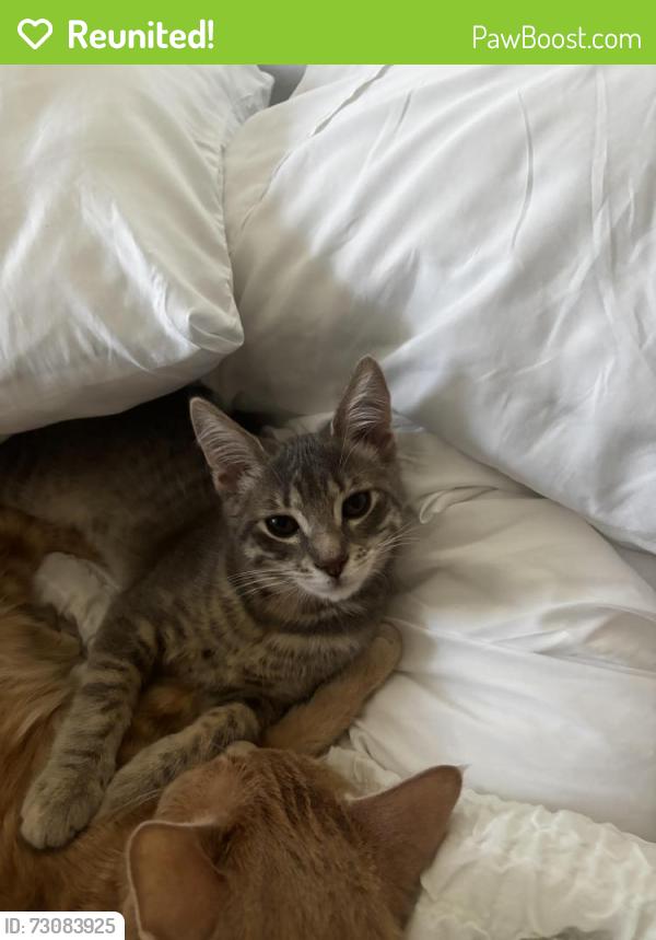 Reunited Female Cat last seen Marlin Dr, Discovery Bay, CA 94505
