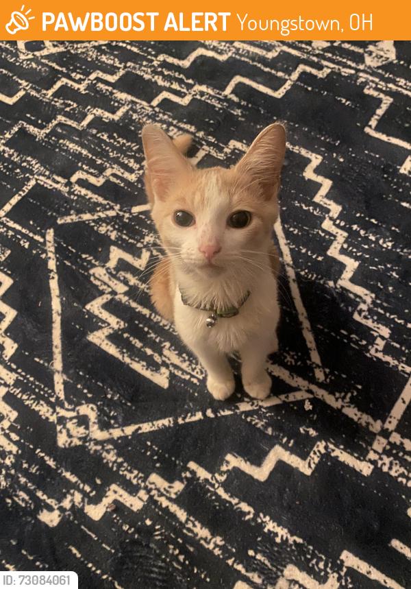 Found/Stray Male Cat last seen Sharon line, Youngstown, OH 44505