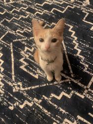 Found/Stray Male Cat last seen Sharon line, Youngstown, OH 44505