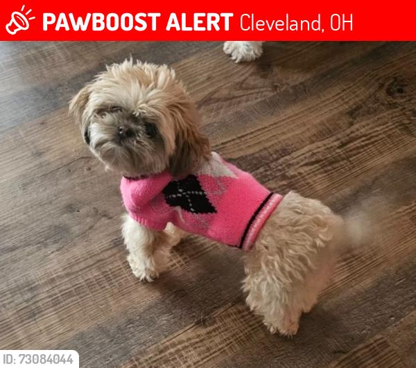 Lost Female Dog last seen Harvard Avenue, Cleveland, OH 44128