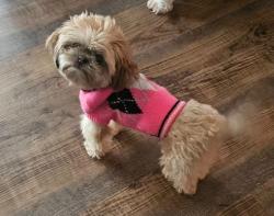 Lost Female Dog last seen Harvard Avenue, Cleveland, OH 44128