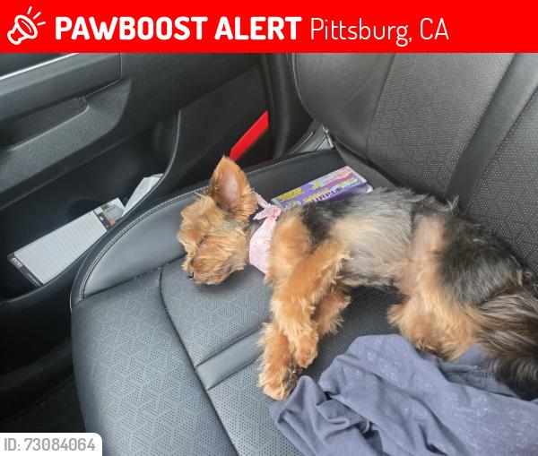 Lost Female Dog last seen Crestview, mori, Riverview, Pittsburg, CA 94565