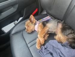 Lost Female Dog last seen Crestview, mori, Riverview, Pittsburg, CA 94565