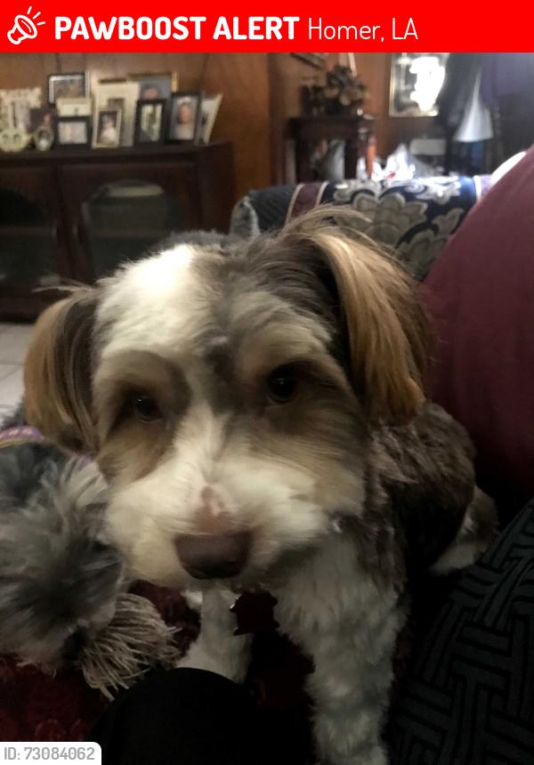 Lost Male Dog last seen Near Haughton doyline, Homer, LA 71040