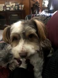 Lost Male Dog last seen Near Haughton doyline, Homer, LA 71040