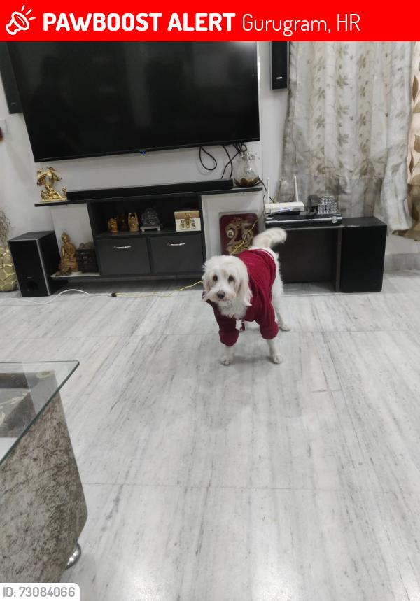 Lost Female Dog last seen Near 29 sector highway and kmp expressway , Gurugram, HR 