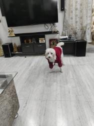 Lost Female Dog last seen Near 29 sector highway and kmp expressway , Gurugram, HR 