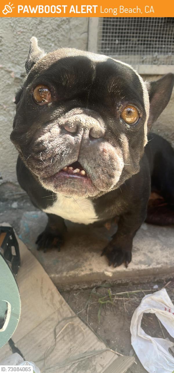 Found/Stray Female Dog last seen Alamitos, Long Beach, CA 90805