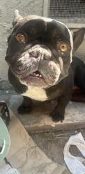 Found/Stray Female Dog last seen Alamitos, Long Beach, CA 90805